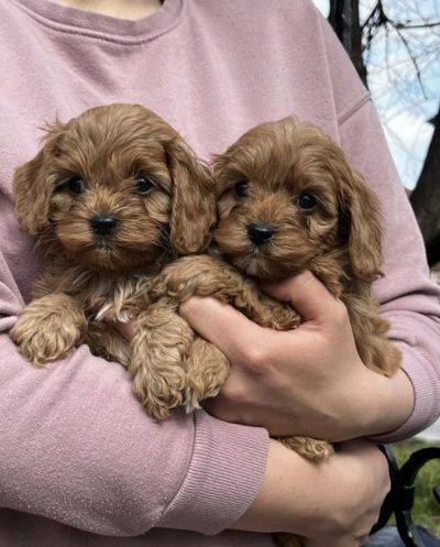 Cavapoo tenci